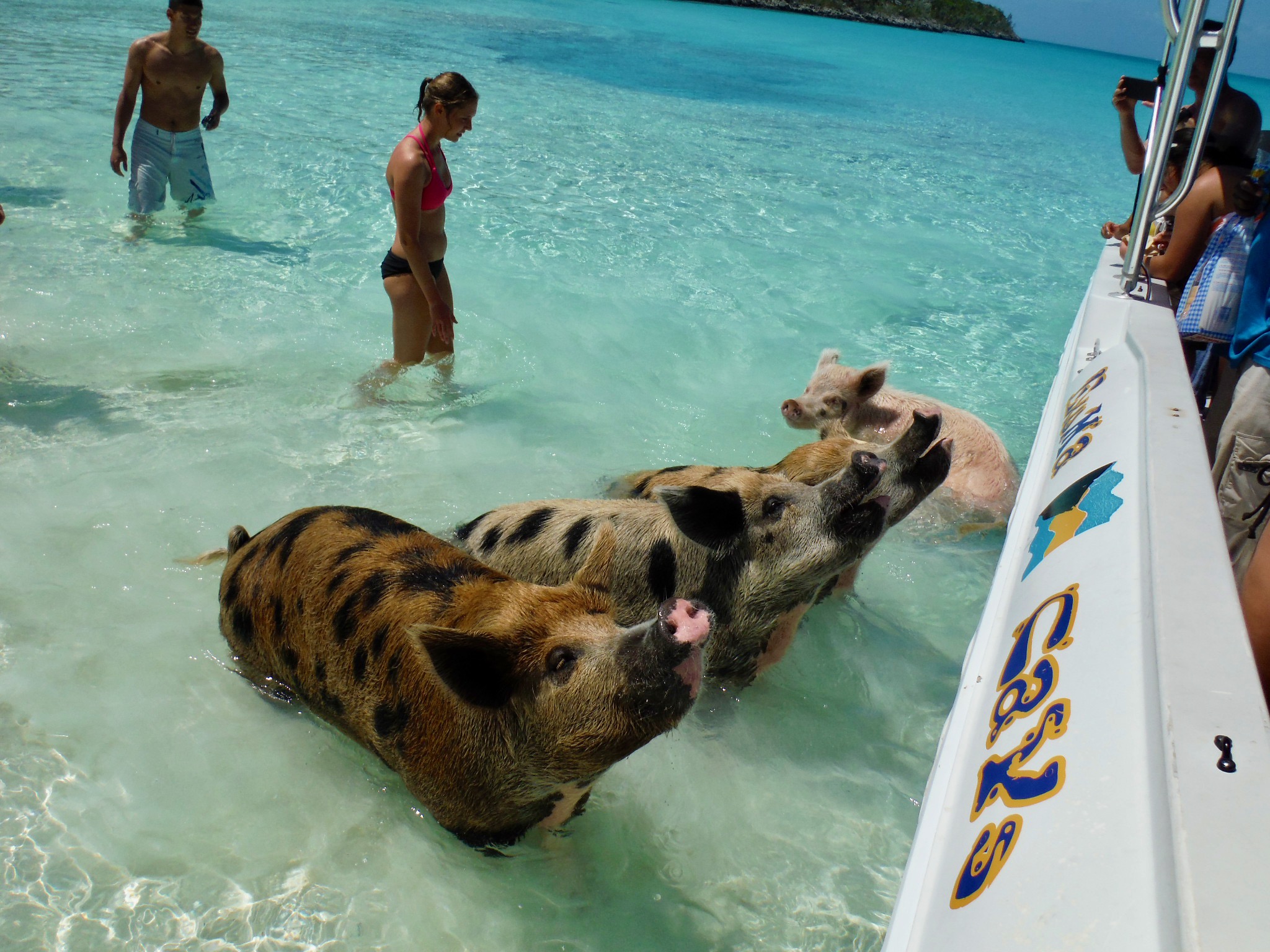 Pig tour